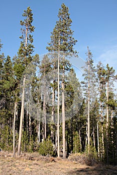 Whitebark Pine (Pinus albicaulis) photo
