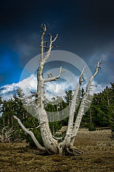 Whitebark pine tree, Crater Lake National Park, Oregon