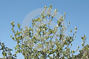 Whitebeam