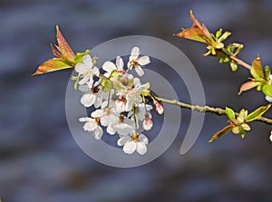 Whitebeam flowers: Scientific name Sorbus aria.