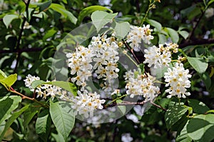 Whitebeam