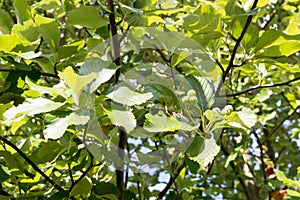 Whitebeam tree