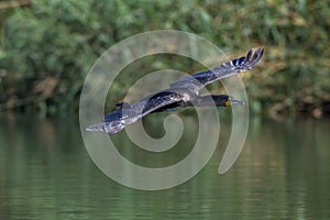 Whitebreasted-Cormorant Bird Flying Waters