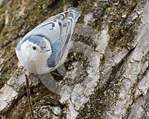 Whitebreasted Nuthatch Perched