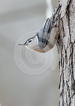 Whitebreasted Nuthatch Perched