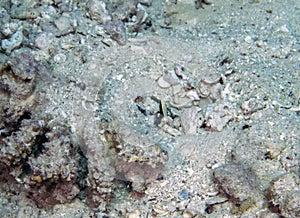 A Whitecap Goby Lotilia graciliosa in the Red Sea