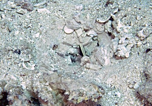A Whitecap Goby Lotilia graciliosa in the Red Sea