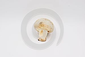 Whitecap Mushroom on a White Background