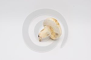 Whitecap Mushroom on a White Background