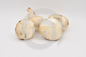 Whitecap Mushroom on a White Background