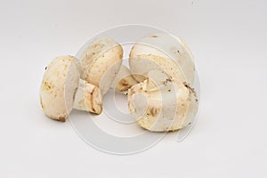 Whitecap Mushroom on a White Background