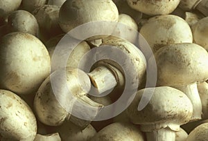 Whitecap Mushrooms