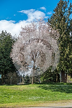 WhiteCherry Tree Blossoms