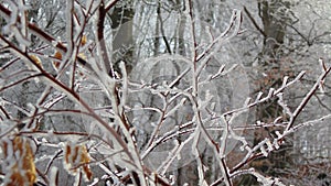 Whitecoat branches