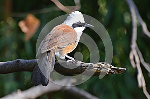 Whitecrested laughing thrush