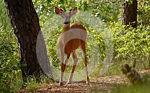 Whited-tailed Deer