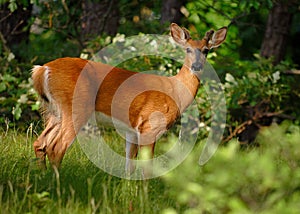 Whited-tailed Deer