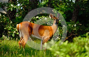 Whited-tailed Deer