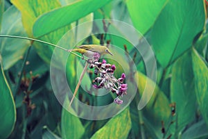 A whiteeye bird on a purple flower