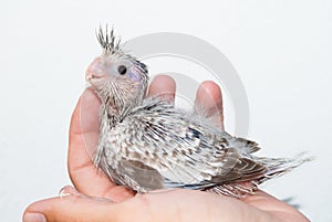 Whiteface cockatiel chick