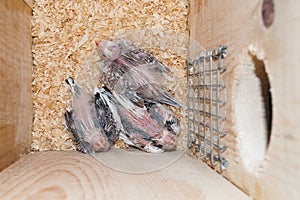 Whiteface cockatiel chicks in a nest box