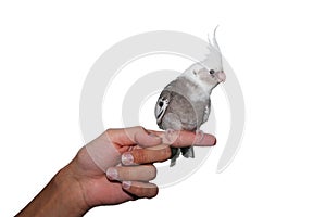 Whiteface cockatiel pet