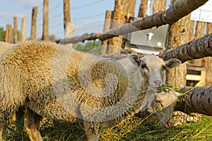 Whitefaced Woodland sheep grazing in the farm in the daylight