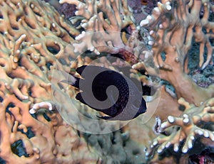 A Whitefin Damselfish Pomacentrus albicaudatus in the Red Sea