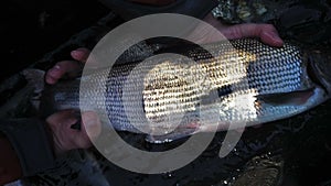 Whitefish coregonus genus caught in czech republic