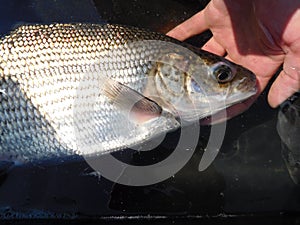 Whitefish coregonus genus caught in czech republic