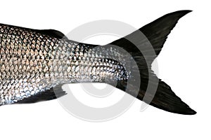 Whitefish (Coregonus lavaretus