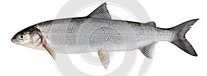 Whitefish ( Coregonus lavaretus ) photo