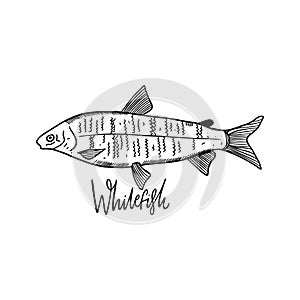 Whitefish. Hand drawn vector illustration. Engraving style. Isolated on white background.