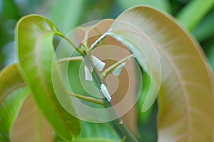 Whiteflies on mango tree