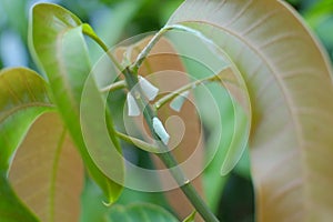 Whiteflies on mango tree