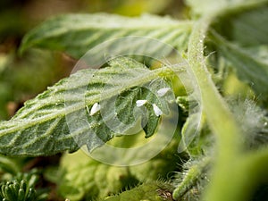 Whiteflies sucking on a tomato leaf