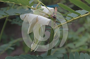 Whiteflower Greenleaves tree nature background pattern