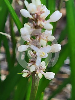 Whiteflower on monkey grass plant