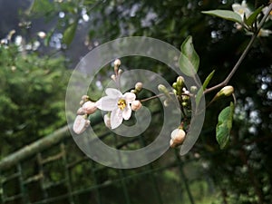 Whiteflower,  Nature beauty, mobiclickz, photography