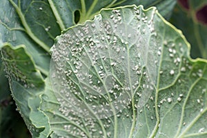 Whitefly Aleyrodes proletella agricultural pest on cabbage leaf