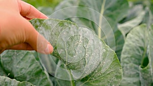 whitefly on cabbage leaves in the garden. Selective focus.