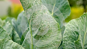 whitefly on cabbage leaves in the garden. Selective focus.