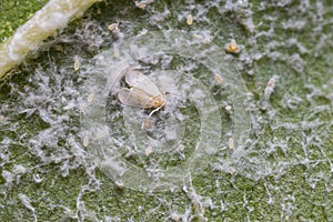 Whitefly with eggs