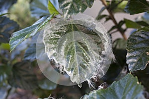 Whitefly infestation on Hibiscus