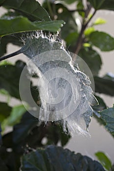 Whitefly infestation on Hibiscus