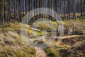 Whiteford forest on the Gower peninsula in Swansea