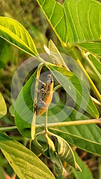 Whitefringed beetles perched on leaves