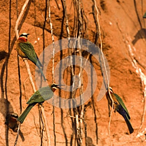 Whitefronted Bee-eater