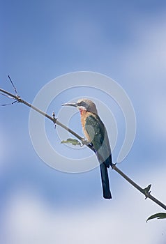 Whitefronted Bee-eater