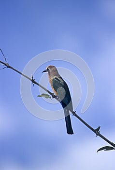 Whitefronted Bee-eater